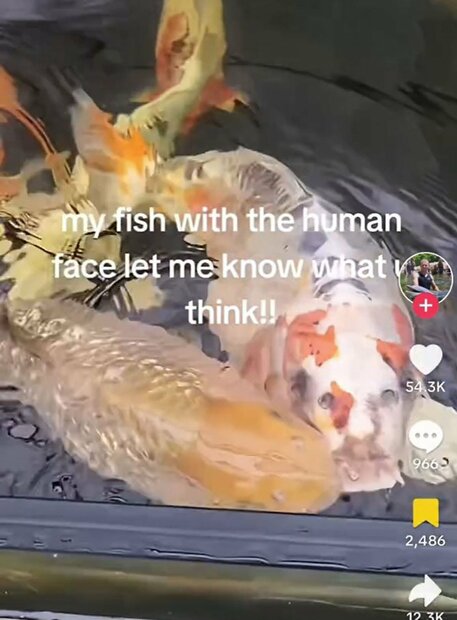 【画像】イギリスに「人面魚」出現　飼い主「父親の生まれ変わりだ」