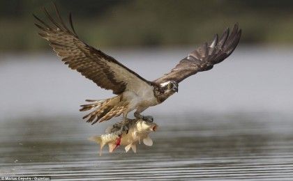 コイとかいう最強生物wwwwwwwwwwwwwwww