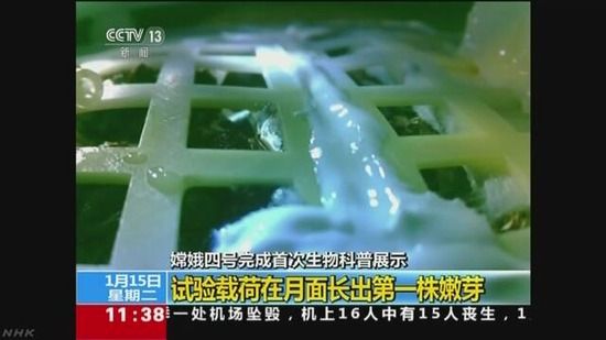 【中国】月面で綿花の発芽に成功