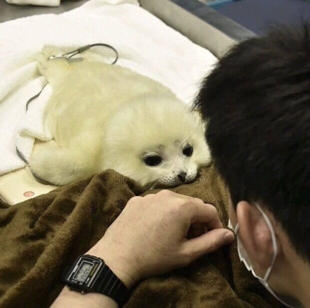 【画像】アザラシとかいう海に棲息してる犬ｗｗｗｗｗｗｗｗｗｗｗｗｗｗｗｗｗｗｗｗｗｗｗ