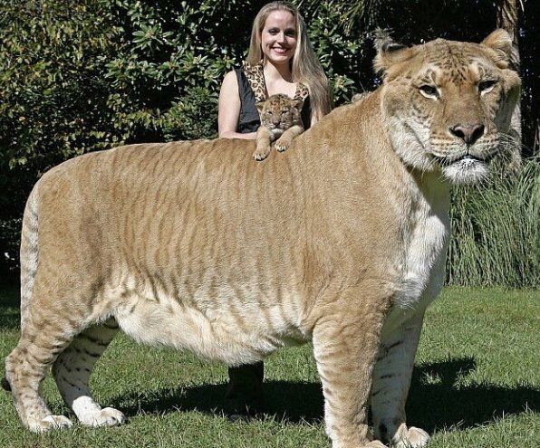 【画像】ライガーとかいうハイブリッド大型猫科動物ｗｗｗｗｗｗｗｗｗｗｗｗｗ