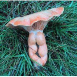 【画像スレ】「5秒で吹いたら負け」レベルの破壊力ある画像貼ってけｗｗｗ