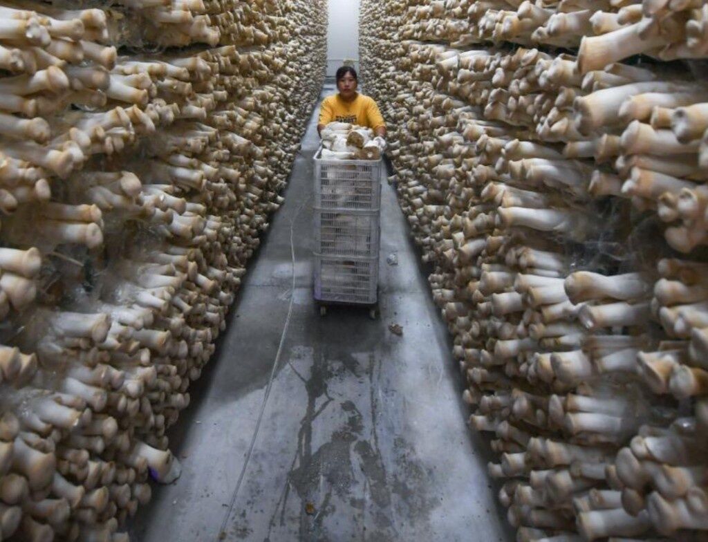 【悲報】エリンギ工場、ほぼ18禁作品