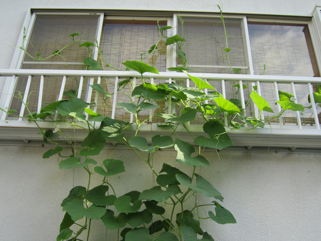 花が咲きました ミミズ遺産