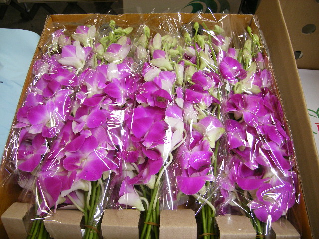 輸入 タイ デンファレ サシャ 入荷商品と市場の風景