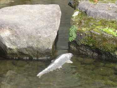 ����Τ���