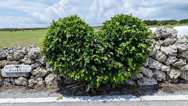 ハートアイランド黒島のハートなガジュマル【いしつーフォト】 : 島宿