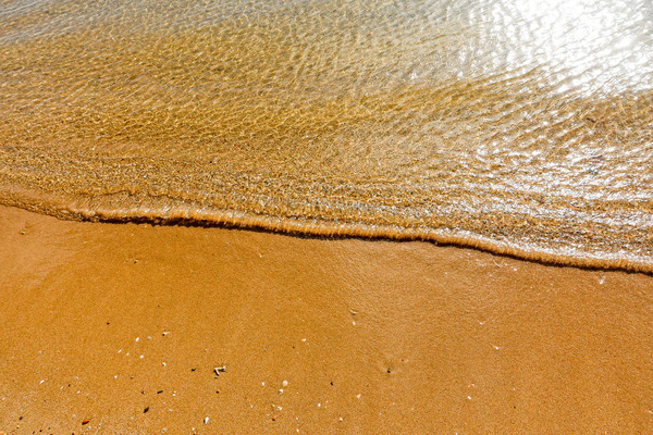 マングローブ-23122611