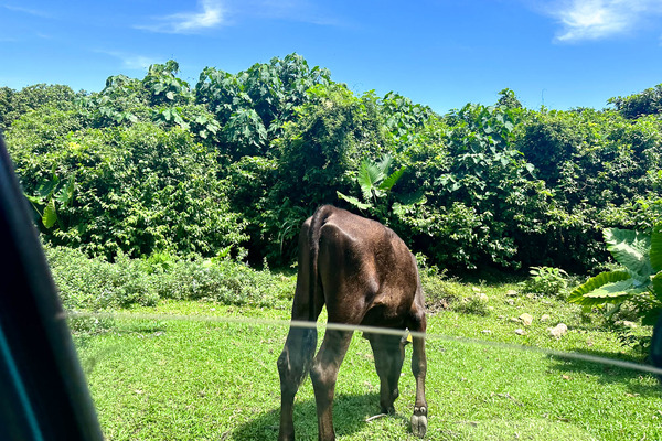 えこロード-24062122