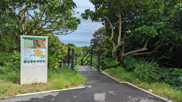 小浜島にガジュマル群落をみるための遊歩道ができてる。推定樹齢約300年のガジュマル群落