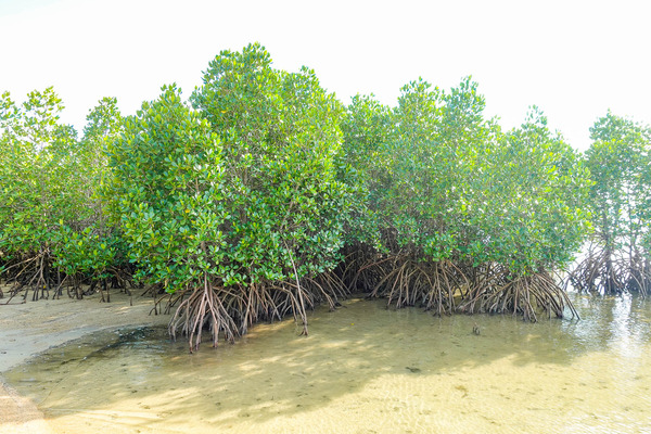 マングローブ-23122615