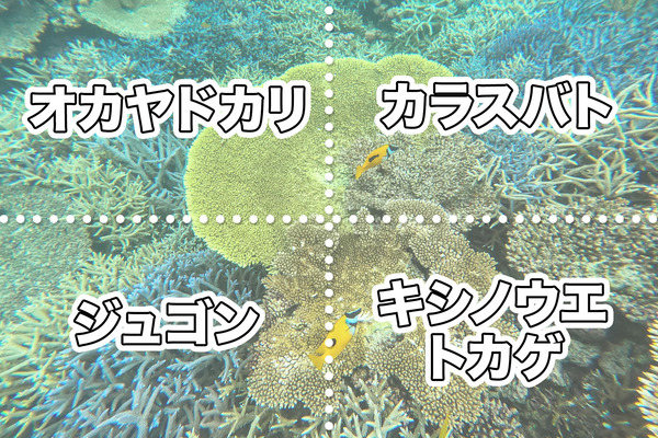 クイズ4択用