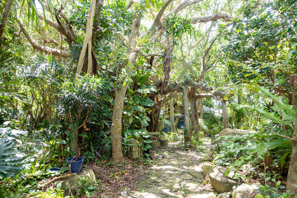 しまのしぜん-2309107