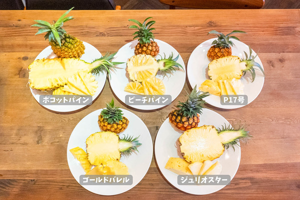 pine-24050827