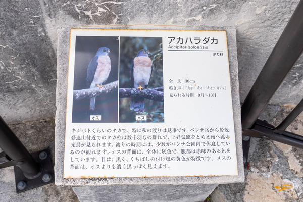 birdwatching-24021913