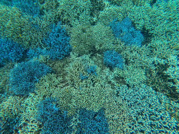 シュノーケル-23090715-2