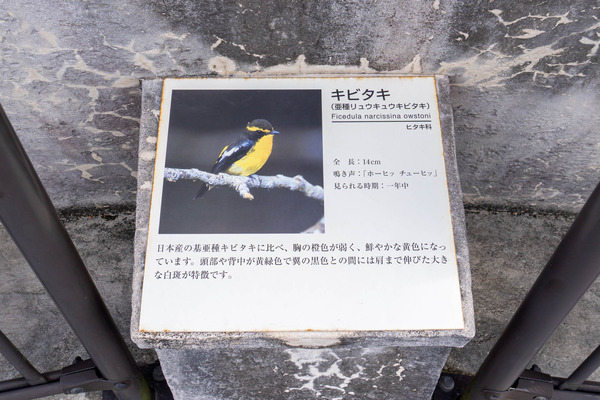 birdwatching-24021915