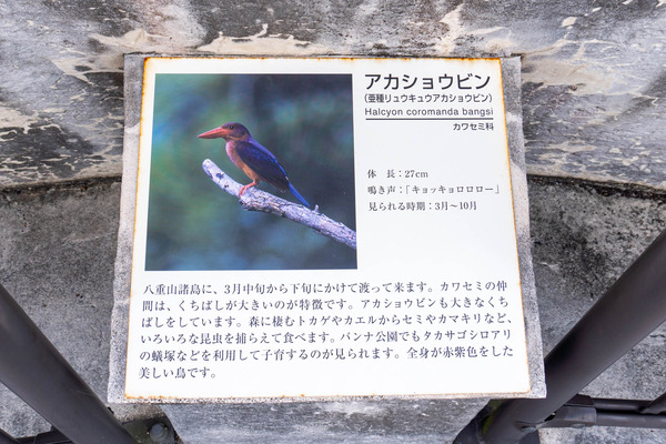 birdwatching-24021914