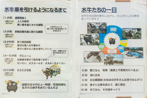由布島20230713103920