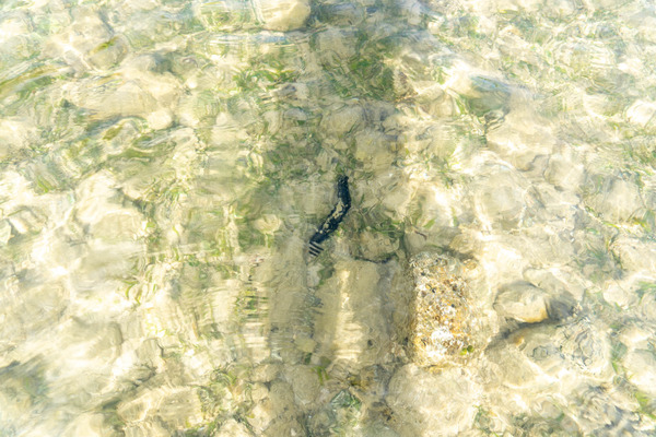 Ohsakibeach-23072537