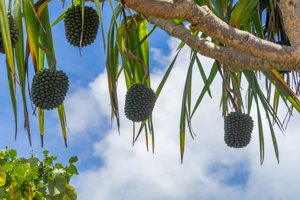 いしがき-2307141