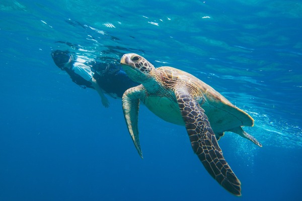 33064-1228-8783b0d63100fadb9ebff