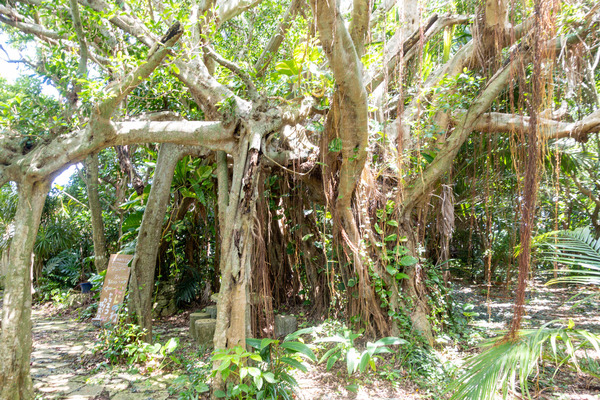 しまのしぜん-2309106