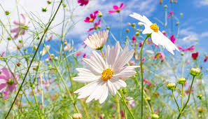 �����ʳ�ȯ�桪