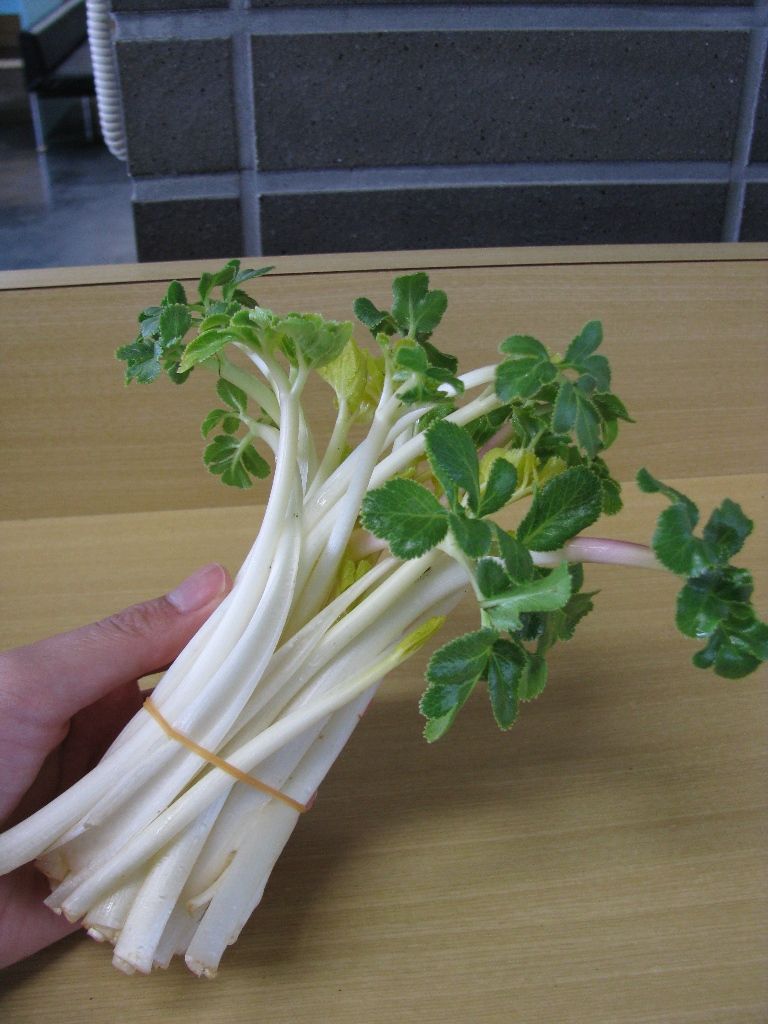 旬の味 ハマボウフウ 石狩情報発信隊