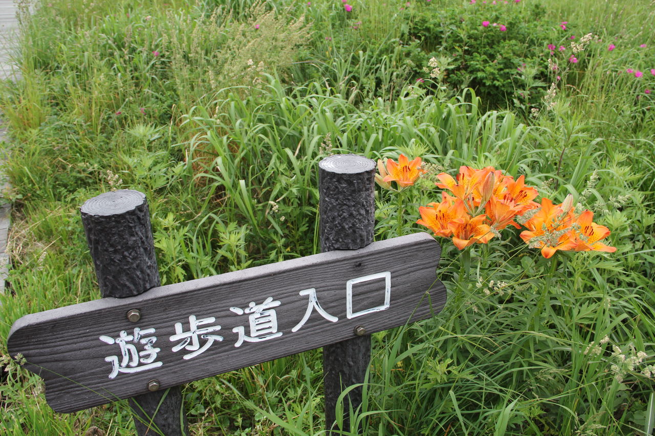 ハマナスの花が見頃です 石狩情報発信隊