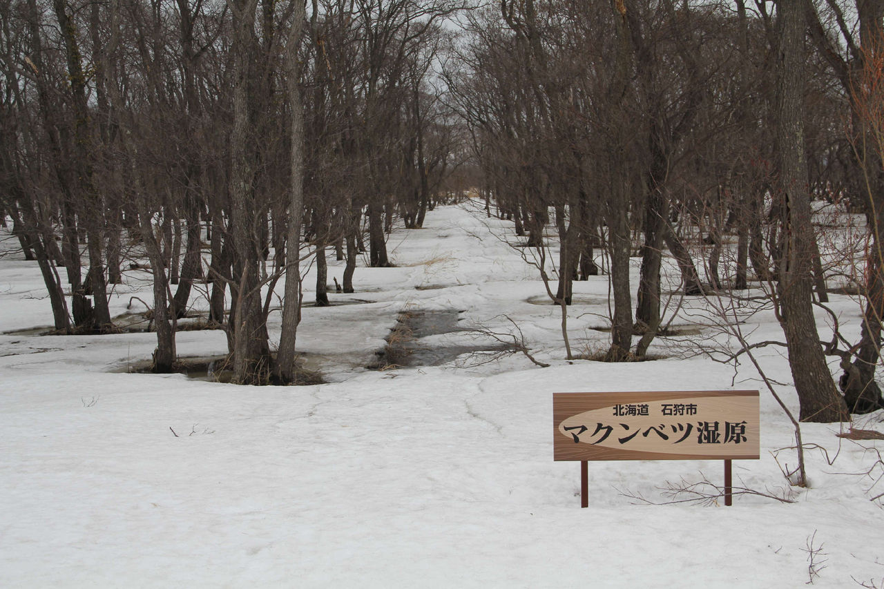マクンベツ湿原のミズバショウ2013 雪解けが進んでいます 石狩情報発信隊