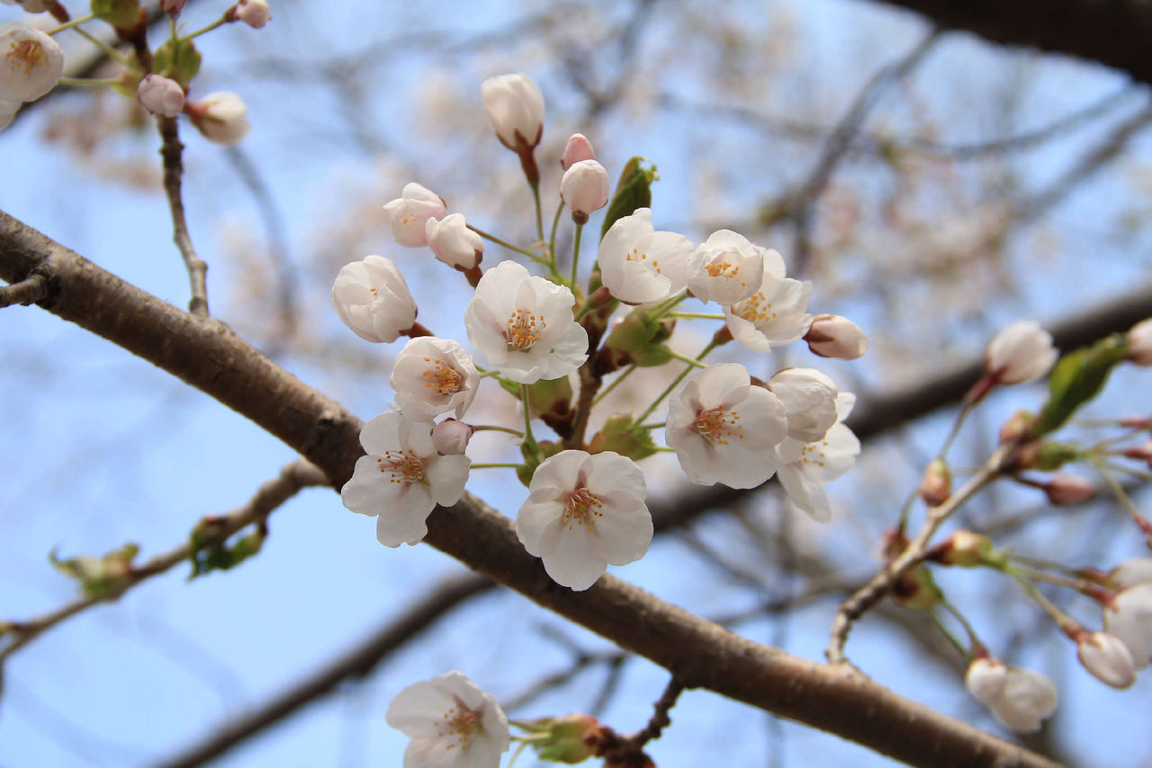 戸田記念墓地公園の桜が見ごろです 石狩情報発信隊 戸田記念墓地公園の桜が見ごろです 石狩情報発信隊