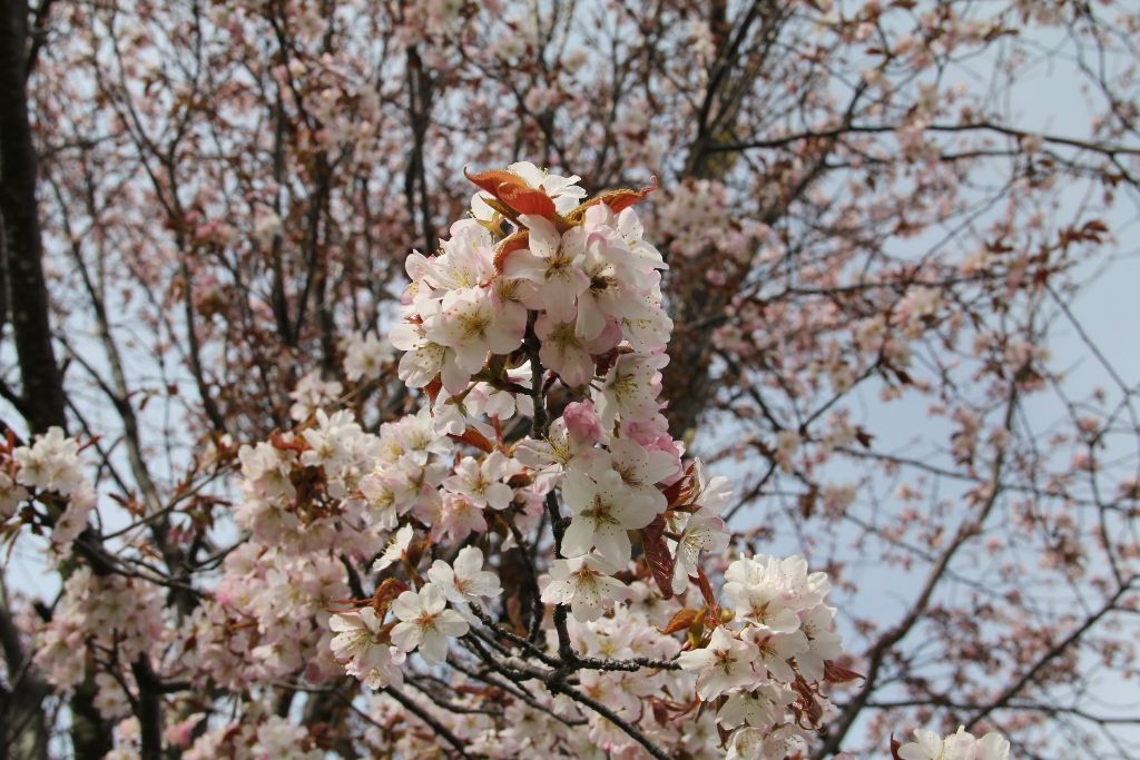 戸田記念墓地公園 桜開花 石狩情報発信隊 戸田記念墓地公園 桜開花 石狩情報発信隊