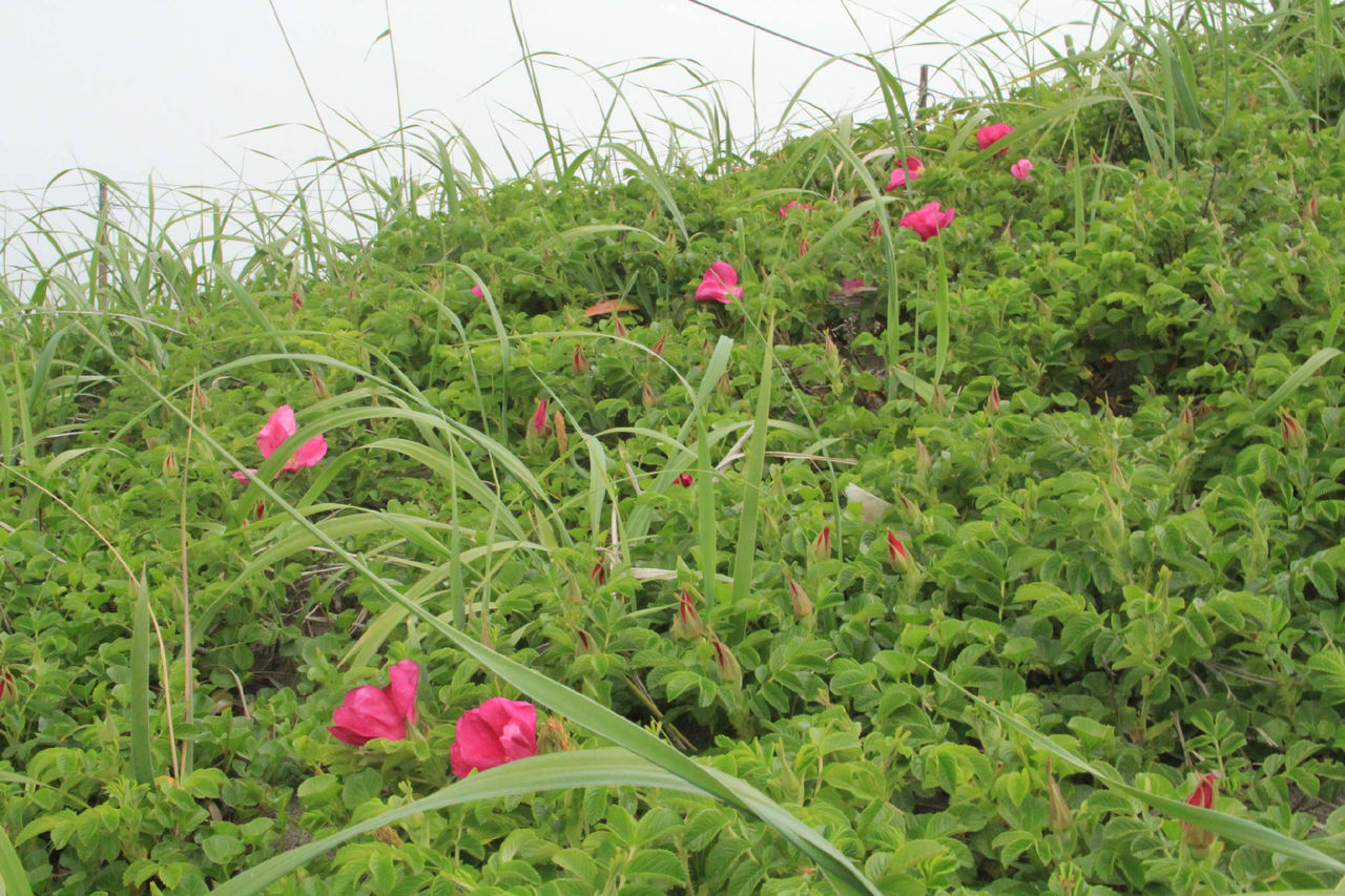 ハマナスの花が咲き始めています 石狩情報発信隊