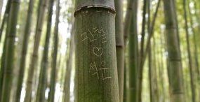 京都の観光地の竹林にハングルの落書き、韓国からも「恥ずかしい」「反省しろ」の声
