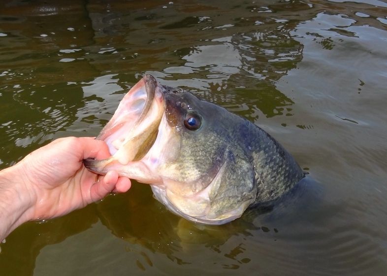 ちょいホラー。魚釣ったら、口からモグラがでてきた