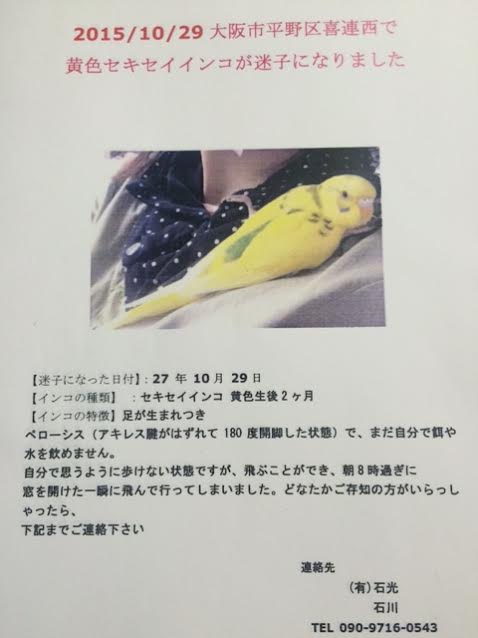 15 10 29 当社で飼っているセキセイインコが迷子に 石光ブログ 15 10 29 当社で飼っているセキセイインコが迷子に 石光ブログ