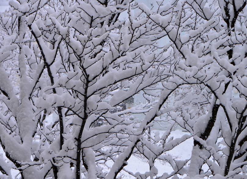 雪持ち樹木の 垂り雪 いしもり写真館 I Gallery 雪持ち樹木の 垂り雪 いしもり写真館 I Gallery