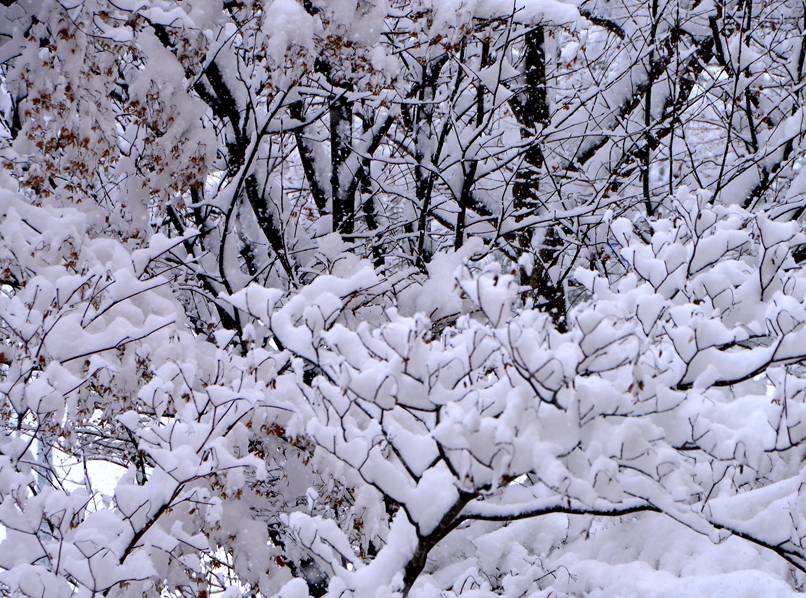 雪持ち樹木の 垂り雪 いしもり写真館 I Gallery 雪持ち樹木の 垂り雪 いしもり写真館 I Gallery