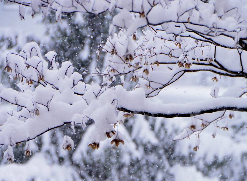 雪持ち樹木の 垂り雪 いしもり写真館 I Gallery 雪持ち樹木の 垂り雪 いしもり写真館 I Gallery