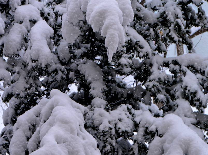 雪持ち樹木の 垂り雪 いしもり写真館 I Gallery 雪持ち樹木の 垂り雪 いしもり写真館 I Gallery