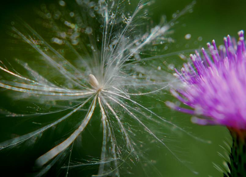 ケサランパサランの正体 いしもり写真館 I Gallery