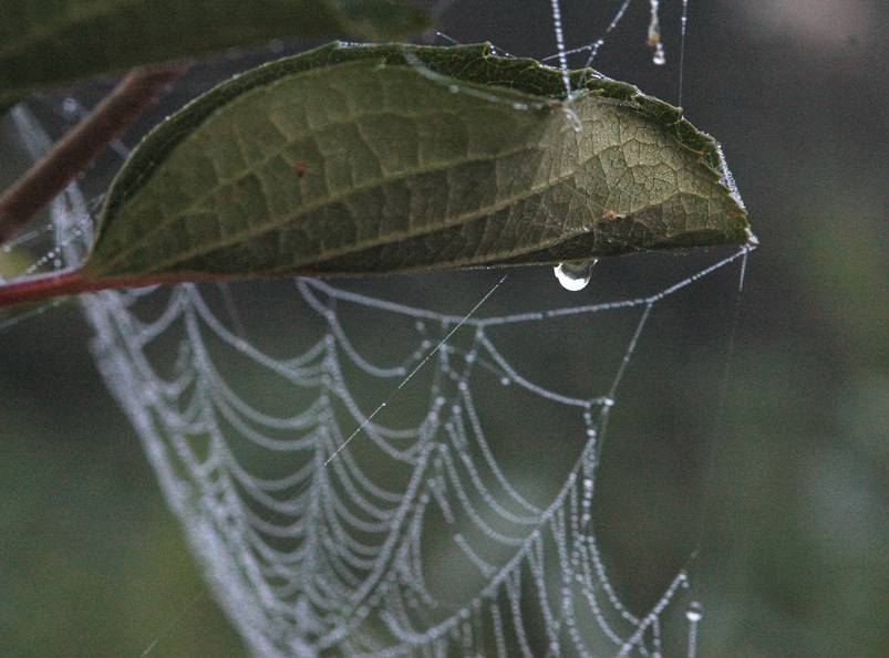 朝露の付いた蜘蛛の巣 １ いしもり写真館 I Gallery