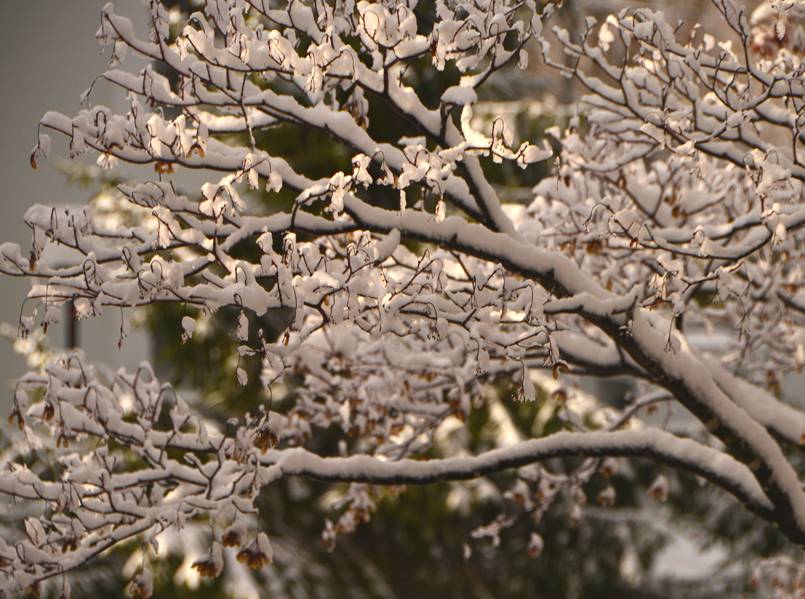 雪持ち樹木の 垂り雪 2 いしもり写真館 I Gallery 雪持ち樹木の 垂り雪 2 いしもり写真館 I Gallery