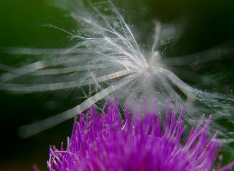 ケサランパサランの正体 いしもり写真館 I Gallery