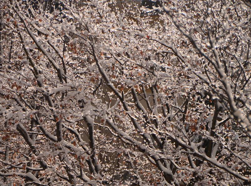 雪持ち樹木の 垂り雪 2 いしもり写真館 I Gallery 雪持ち樹木の 垂り雪 2 いしもり写真館 I Gallery