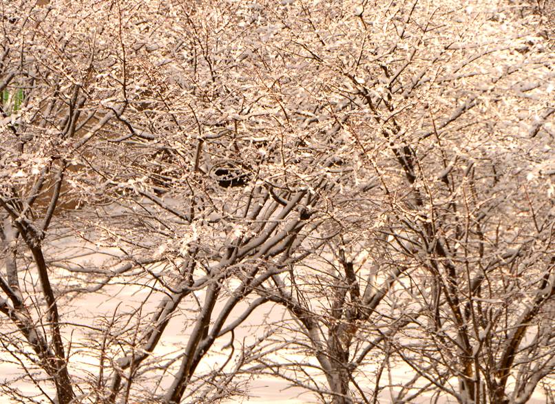 雪持ち樹木の 垂り雪 2 いしもり写真館 I Gallery 雪持ち樹木の 垂り雪 2 いしもり写真館 I Gallery