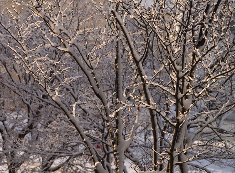 雪持ち樹木の 垂り雪 いしもり写真館 I Gallery 雪持ち樹木の 垂り雪 いしもり写真館 I Gallery