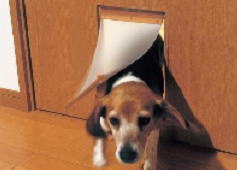 pet
