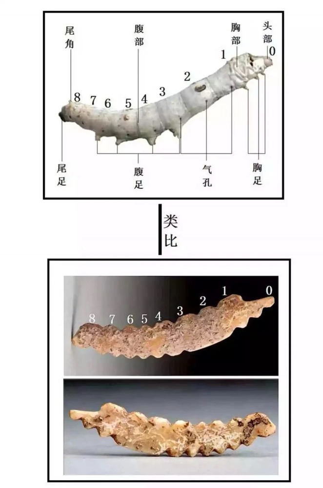 牙雕蠶比較